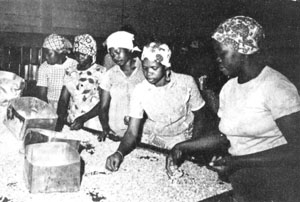 Les anacardes sont une des principales cultures industrielles du Mozambique. Voici une usine de traitement d'anacardes à Maputo. Photo Wang Jingde