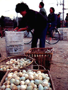 Des paysans de la province du Zhejiang, spécialisés dans l'élevage de canards, vendent des œufs de canards sur le marché. Photo Wang Xinmin