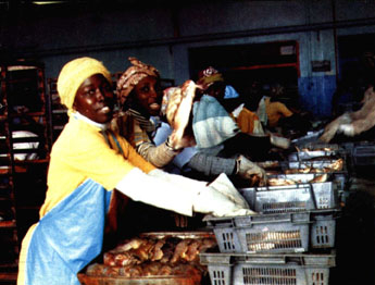 Des ouvrières trient les poissons avant de les emmagasiner dans l'entrepôt frigorifique à Dakar, capitale du Sénégal. Photo Li Yuanxiu